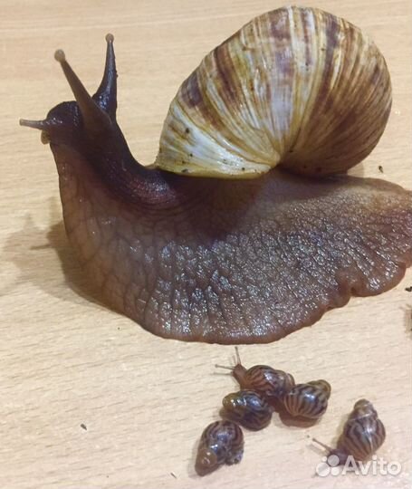 Улитки ахатины