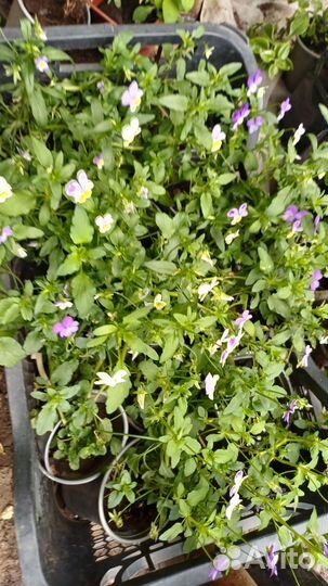 Комнотные и садовые