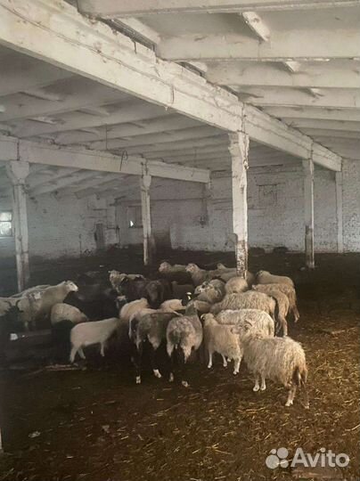 Овцы бараны ягнята оптом