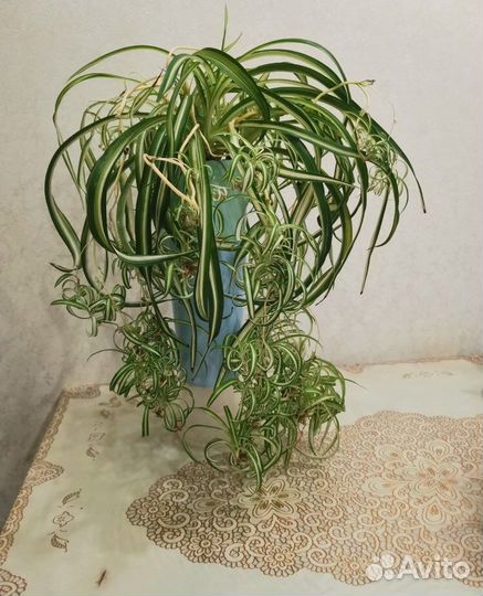 Комнатные растения