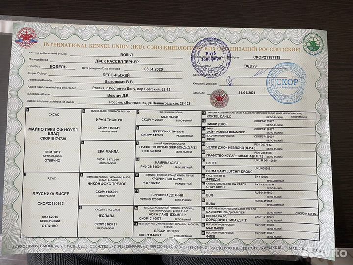 Вязка Джек Рассел терьер