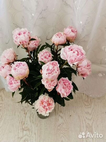 Пионы (делёнки)