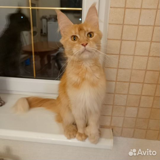 Котята мейн-кун