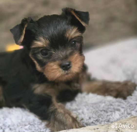 Йоркширский терьер