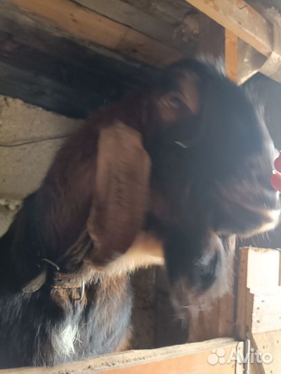 Продам нубийских козлят и козла очень крупный