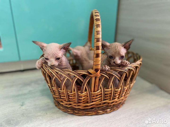 Сфинксы, эльфы, котята