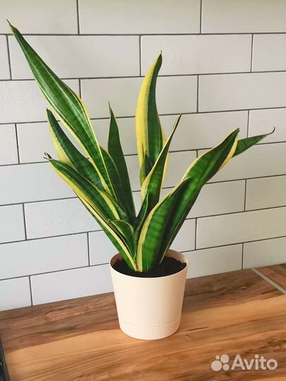 Сансевиерия сортовая Лауренти