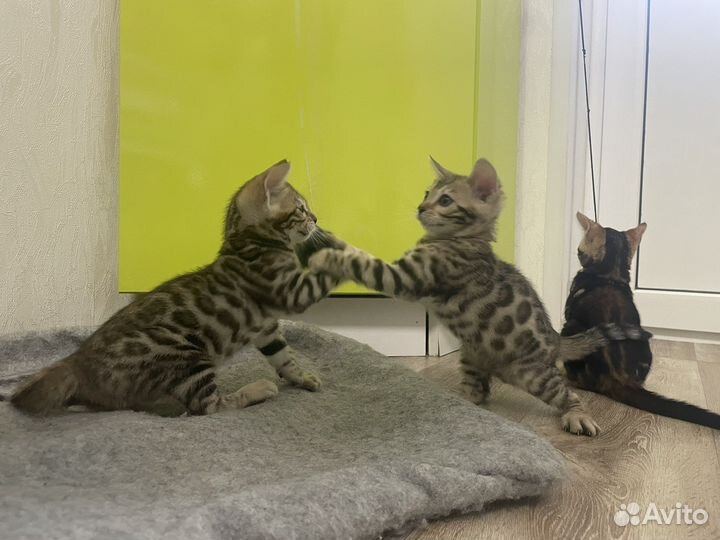 Бенгальские котята