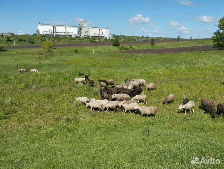 Бараны, овцы