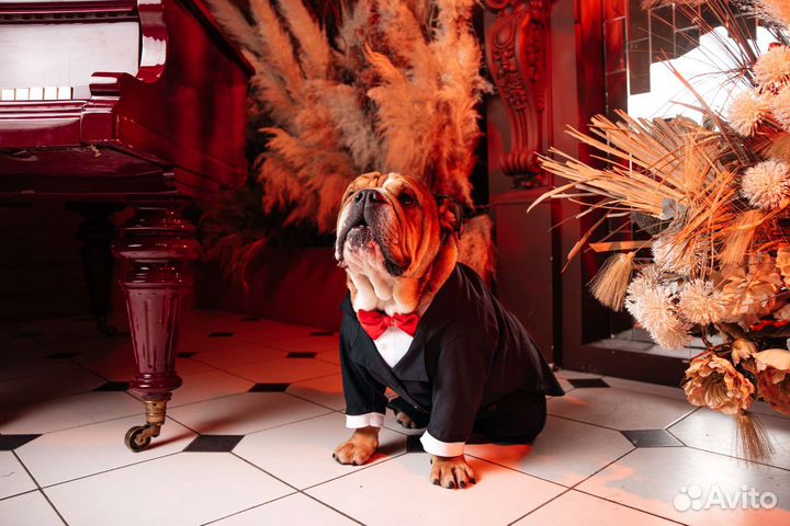 Собаки для съёмок/ фотосессии(английский бульдог)