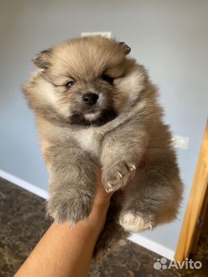 Щенки шпица