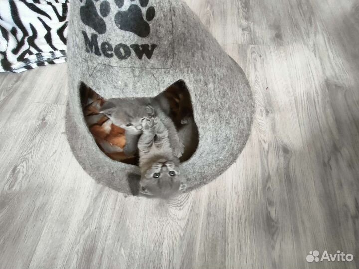 Кошки шотландцы