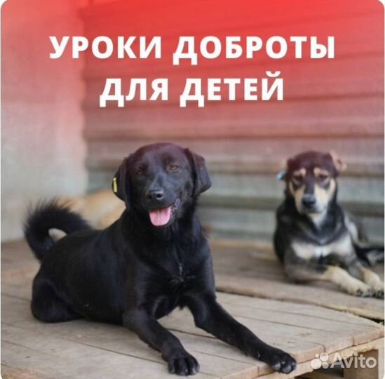 Помощь животным.Уроки доброты для детей