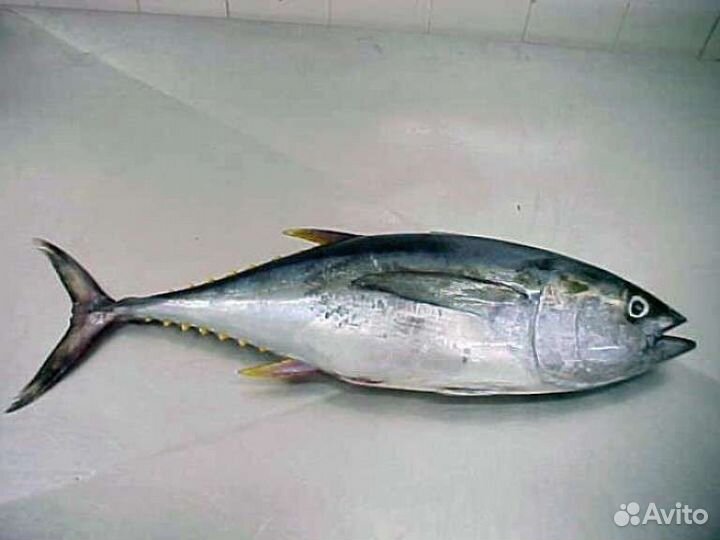 Тунец, филе тунца