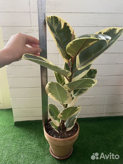 Фикус эластика тинеке