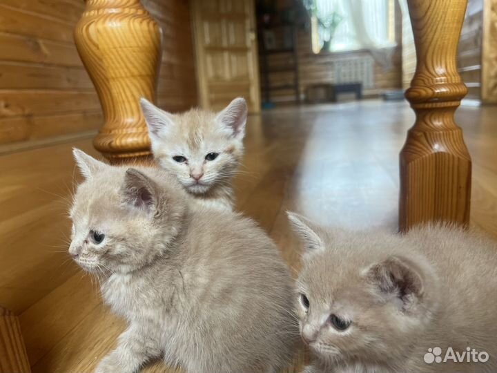 Котята
