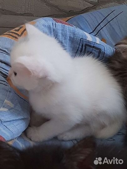 Анатолийская кошка