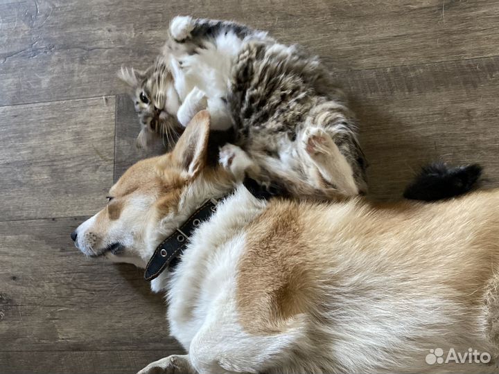 Вельш-корги вязка кобель