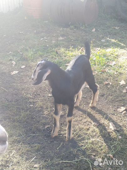 Продам козлика