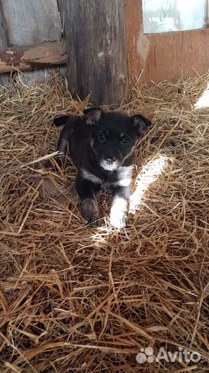 Нежная Кнопочка ищет дом