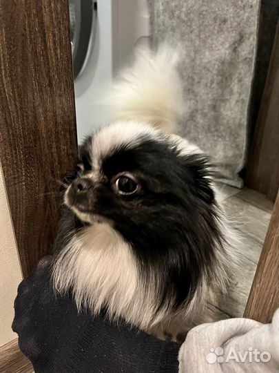 Померанский шпиц