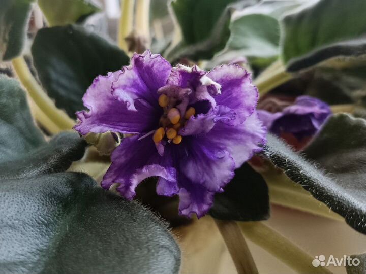 Фиалка (детка)