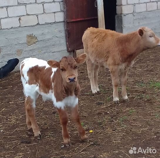 Телята бычки