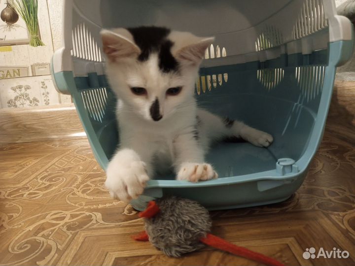 Хороший котик в наидобрейшие руки