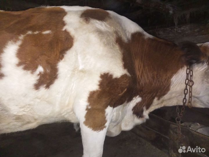 Корова дойная