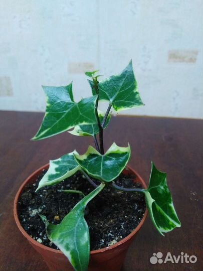 Крестовник Крупноязычковый