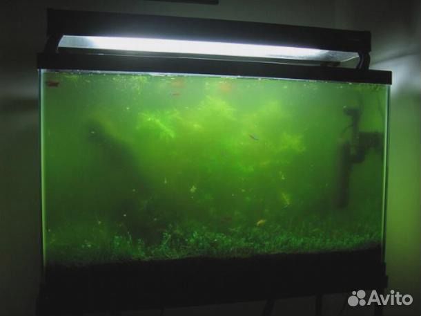 Обслуживание и чистка аквариумов