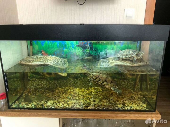 Аквариум на 150 литров