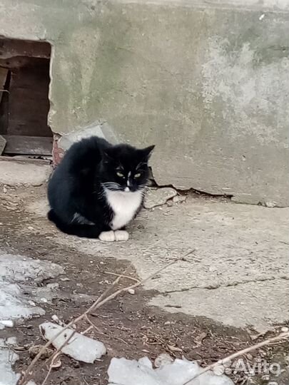 Ариша - ласковая кошечка