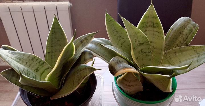 Комнатные растения