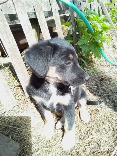 Щенки компактные, коротколапые