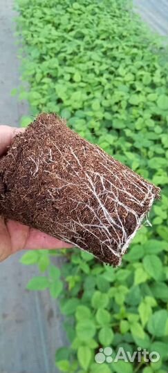 Саженцы малины