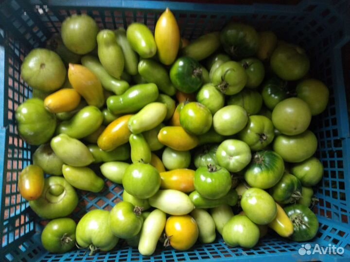 Продам помидоры