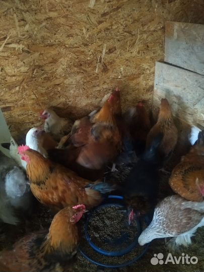 Молодые петух