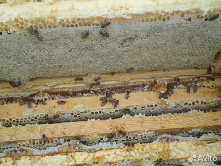 Пчёлы (карника,бакфаст)