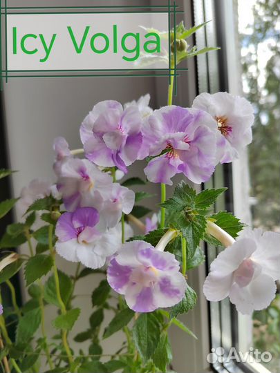 Ахименесы ризомы