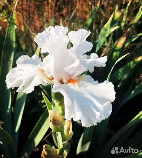 Растения цветы для сада