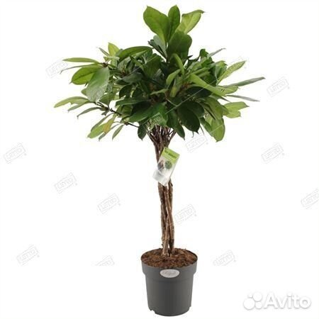 Фикус бокальчатоприлистниковый переплетенный Ficus