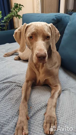 Передержка животных