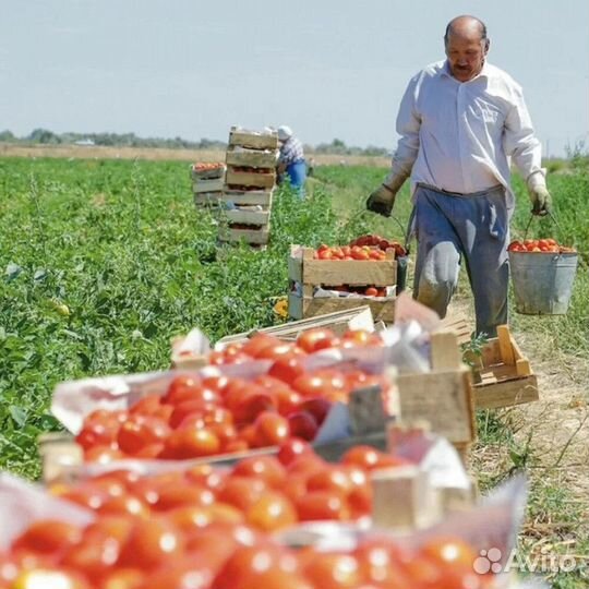 Аммиачная селитра оптом / марки В