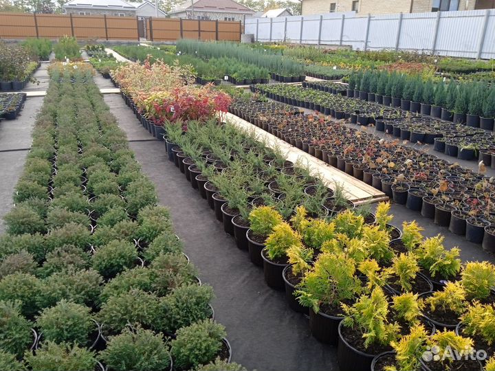 Саженцы декоративных растений для сада