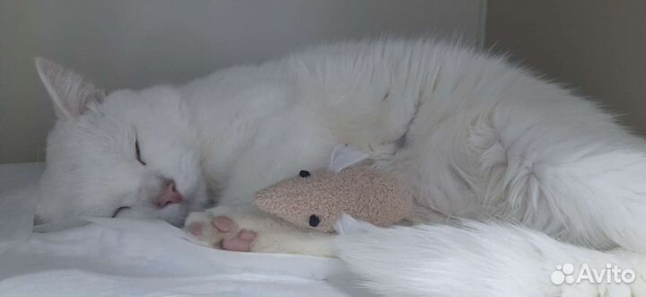 Котик ищет дом