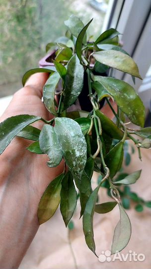 Комнатные домашние растения