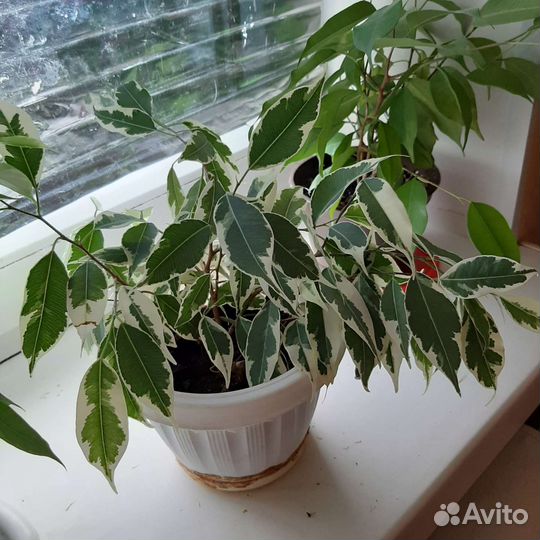 Фикусы бенджамина