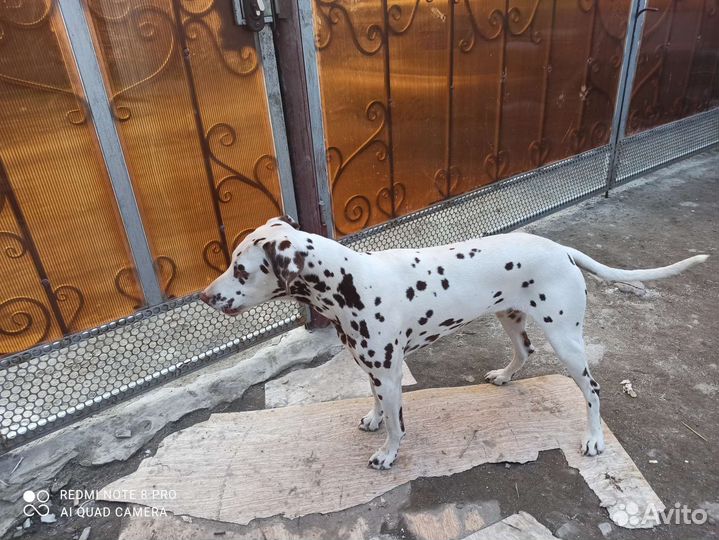 Далматин вязка