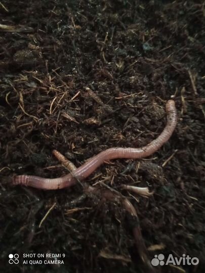 Черви дендробена -крупные
